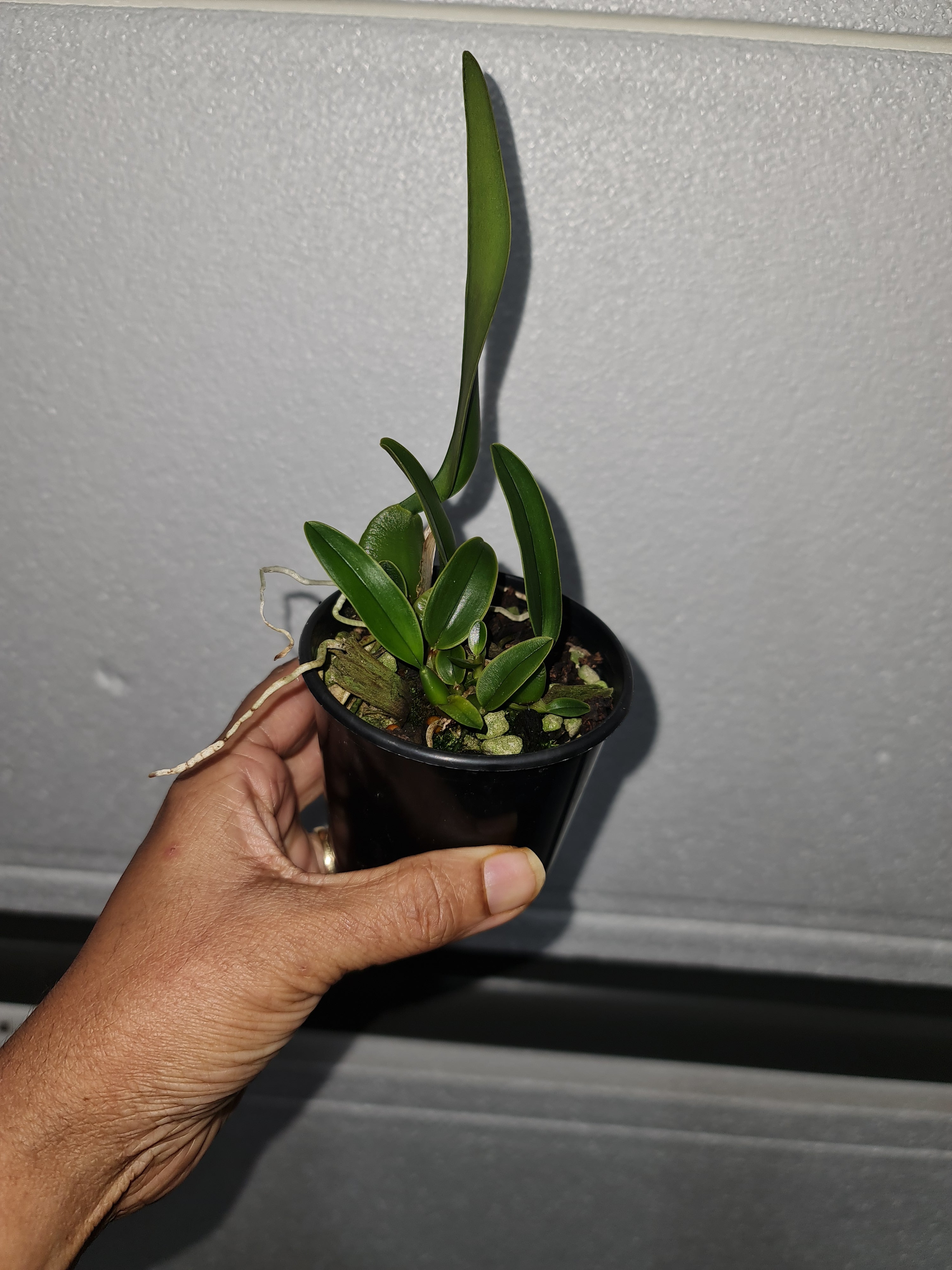 Laelia rubescens (Fragrant Species) Secondary image