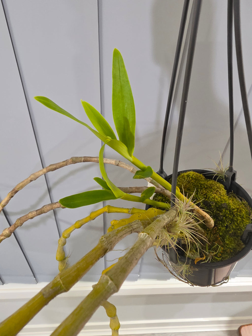 Dendrobium (pendulum 'Black Eyes' X wardianum) In Flower buds