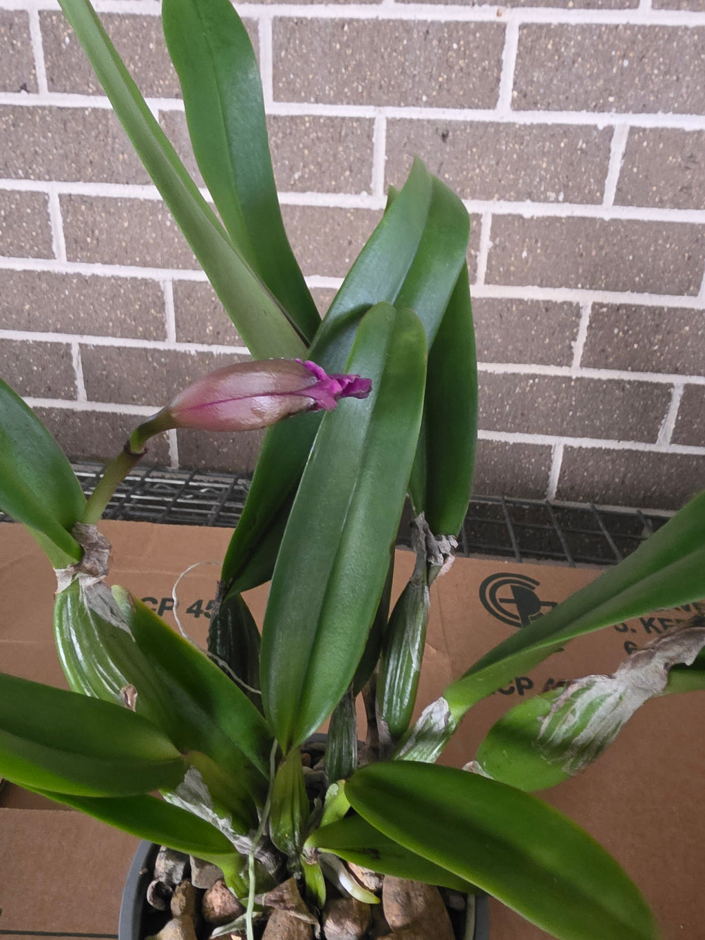 L. Color Guard 'Parade' (Mericlone) (In Flower Bud)