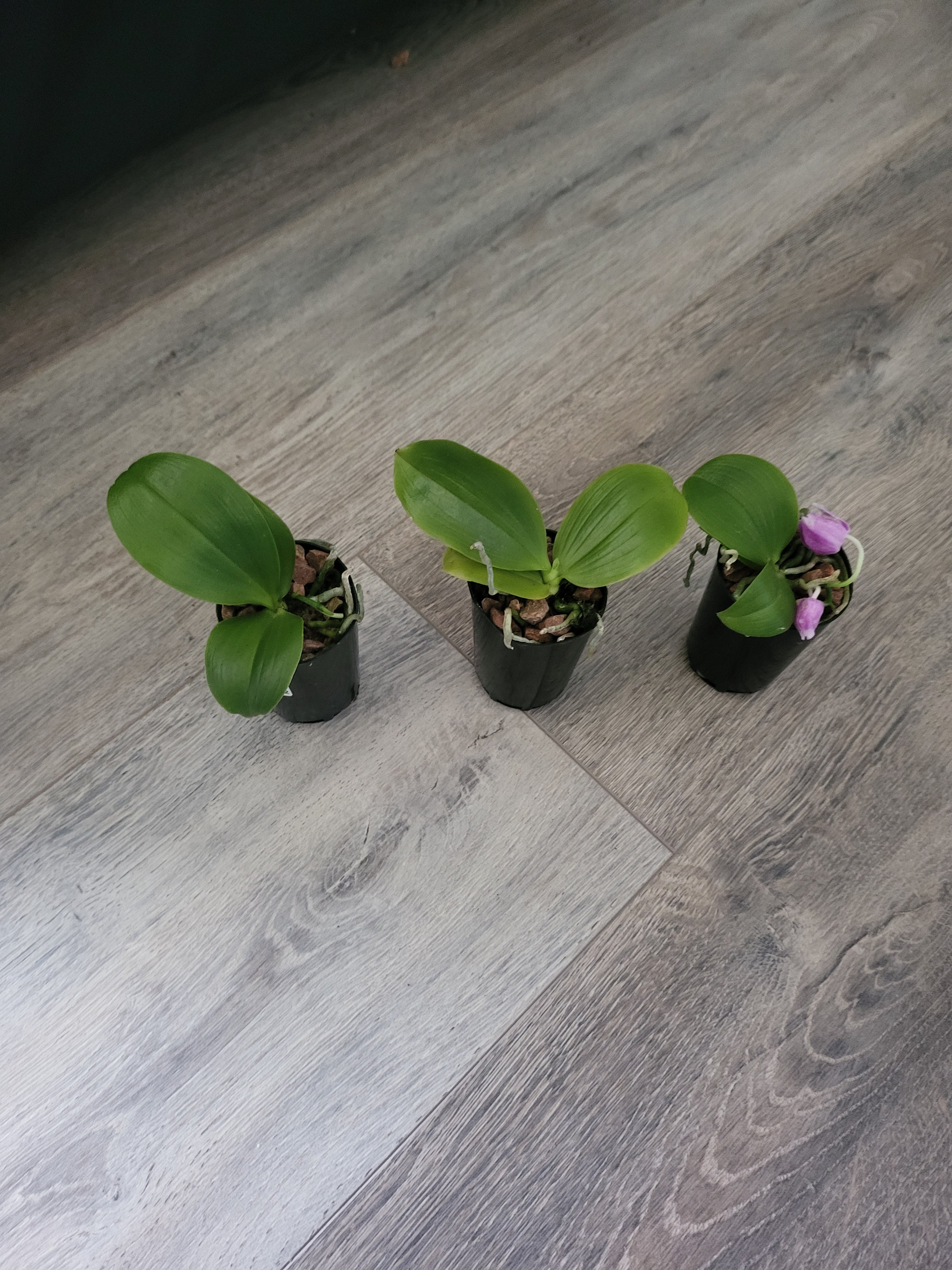 Phalaenopsis Modesta (Rare and fragrant species) Secondary image