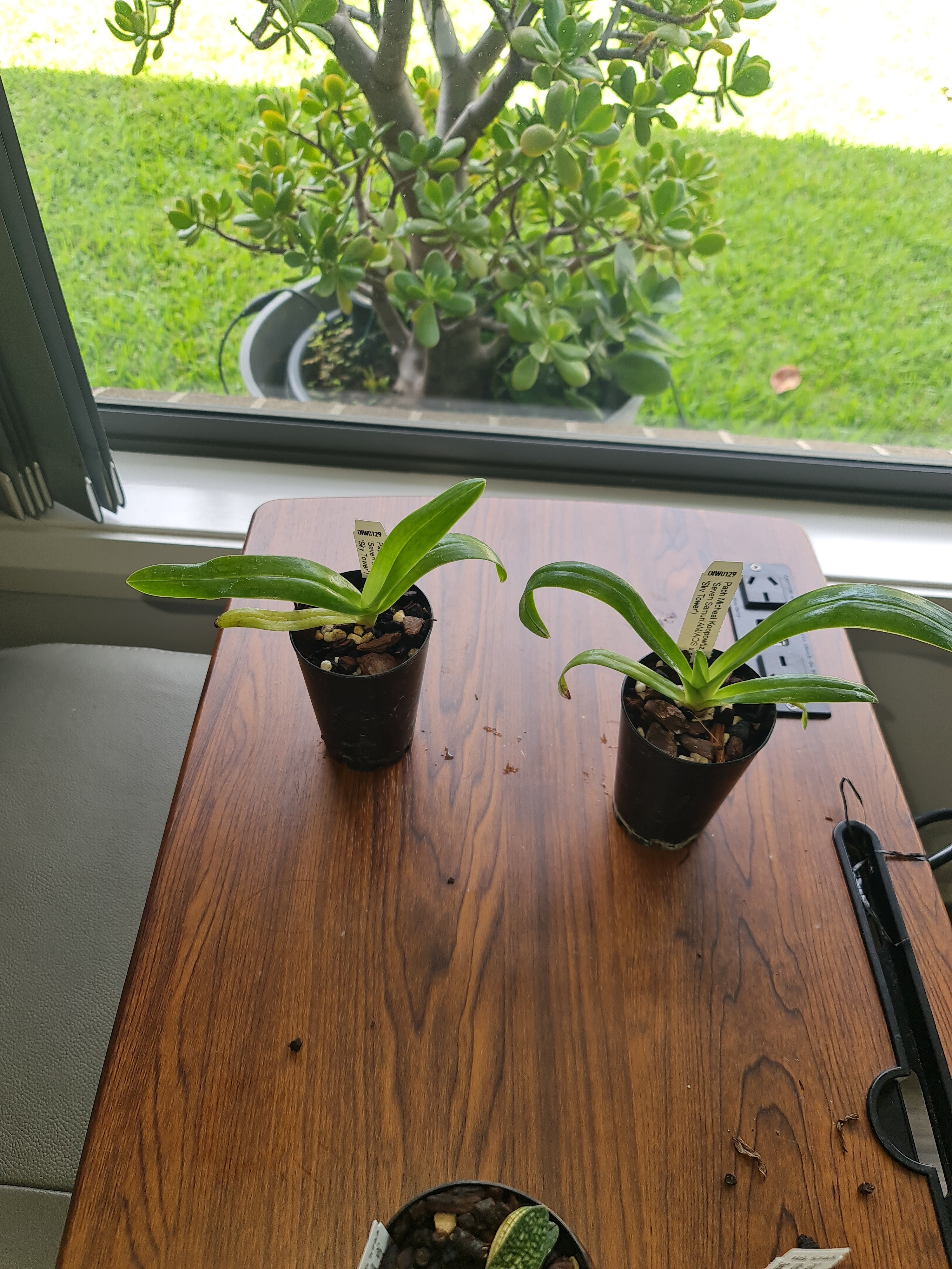 Paphiopedilum Michael Koopowitz (philippinese 'Seven Samurai AM/AOS' x sanderianum 'Sky Tower')