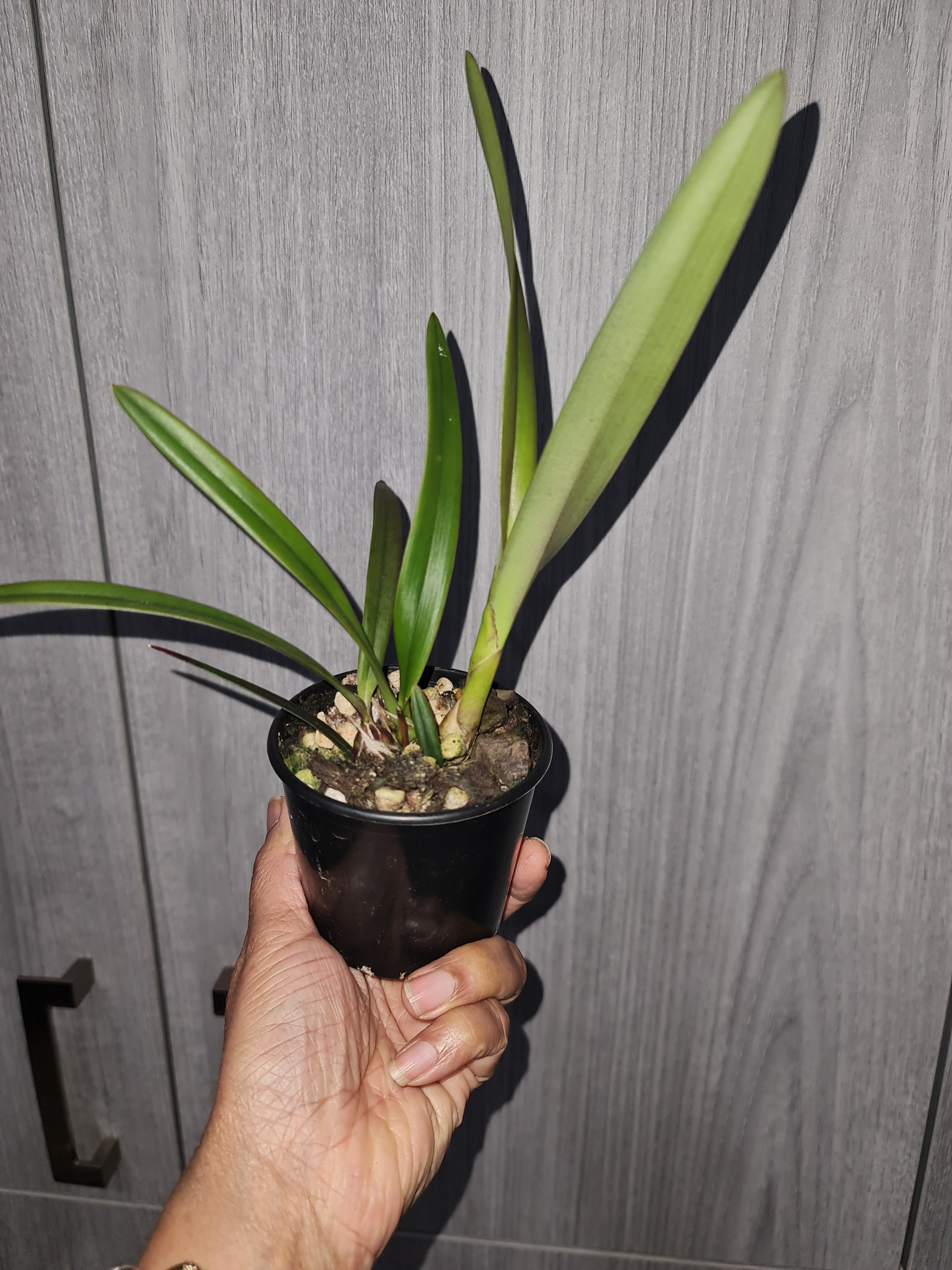 Encyclia alata (In flower spike now) Secondary image