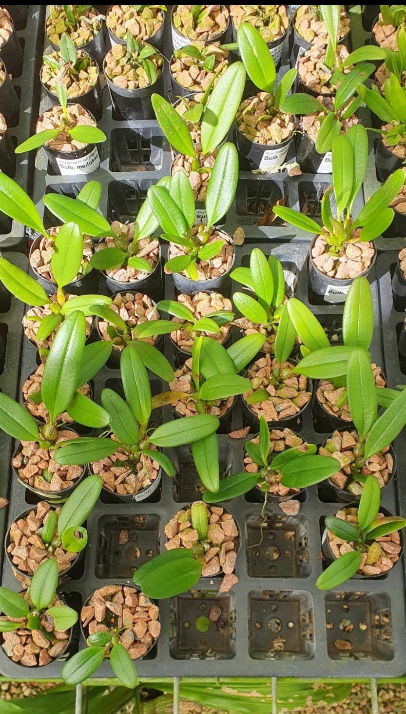 Bulbophyllum Medusae Secondary image