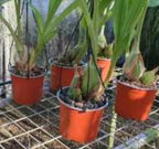 Peristeria elata (HOLY GOST ORCHID, VERY RARE FROM PANAMA)