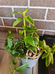 Dendrobium insigne (Fragrant)