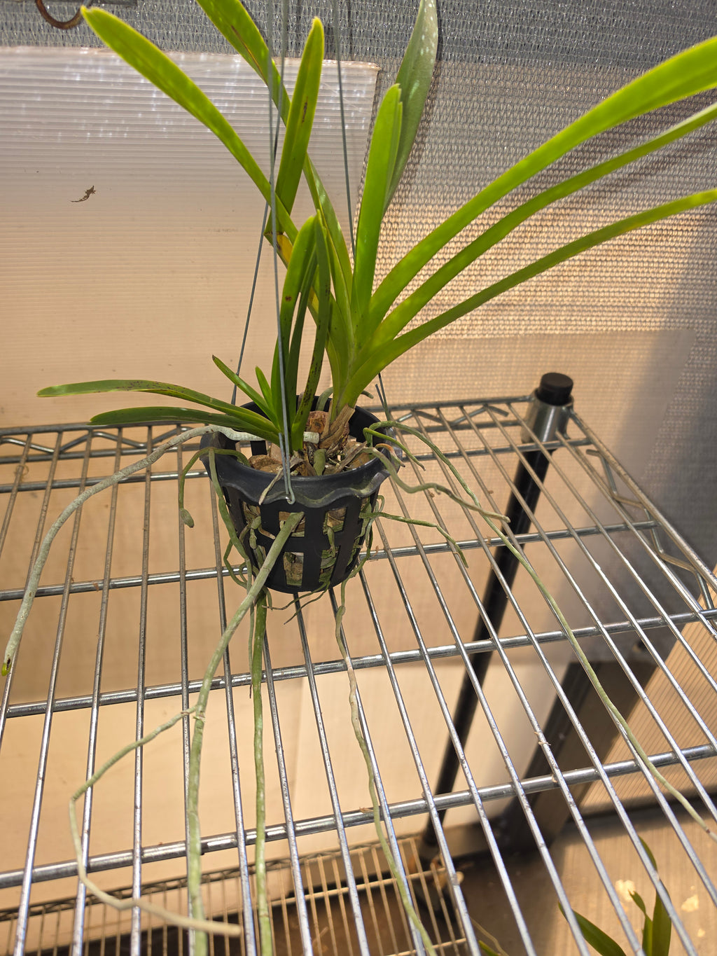 Vanda lombokensis (Species from Indonesia)