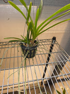 Vanda lombokensis (Species from Indonesia)