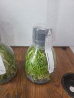 Flask - Catasetum tenobrosum (Species)