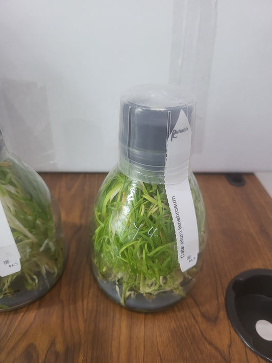 Flask - Catasetum tenobrosum (Species)