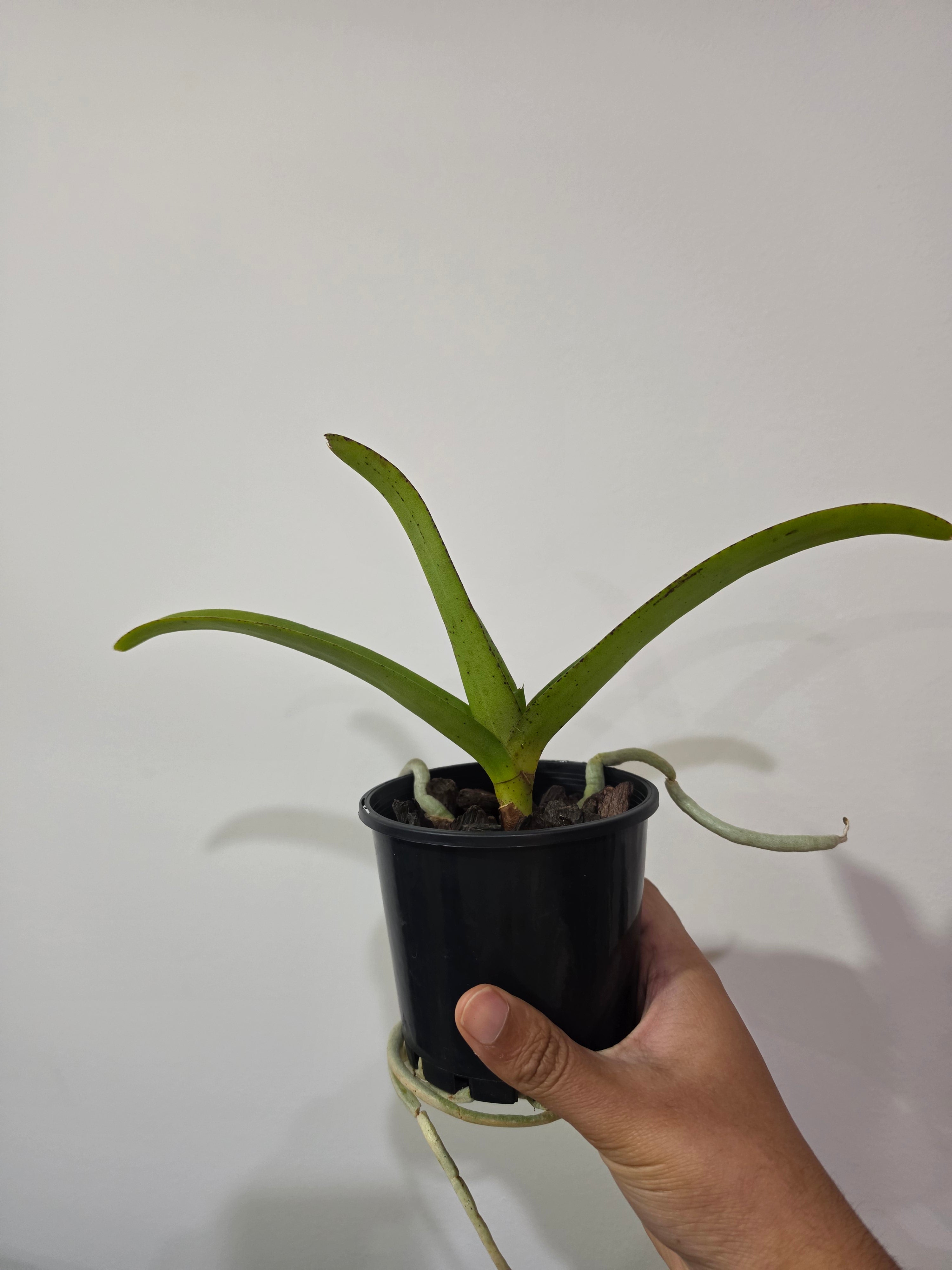 Wuttipanara Manoonya