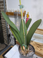 Trichocentrum splendidum