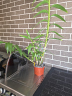 Dendrobium Smillieae (Advanced Size)