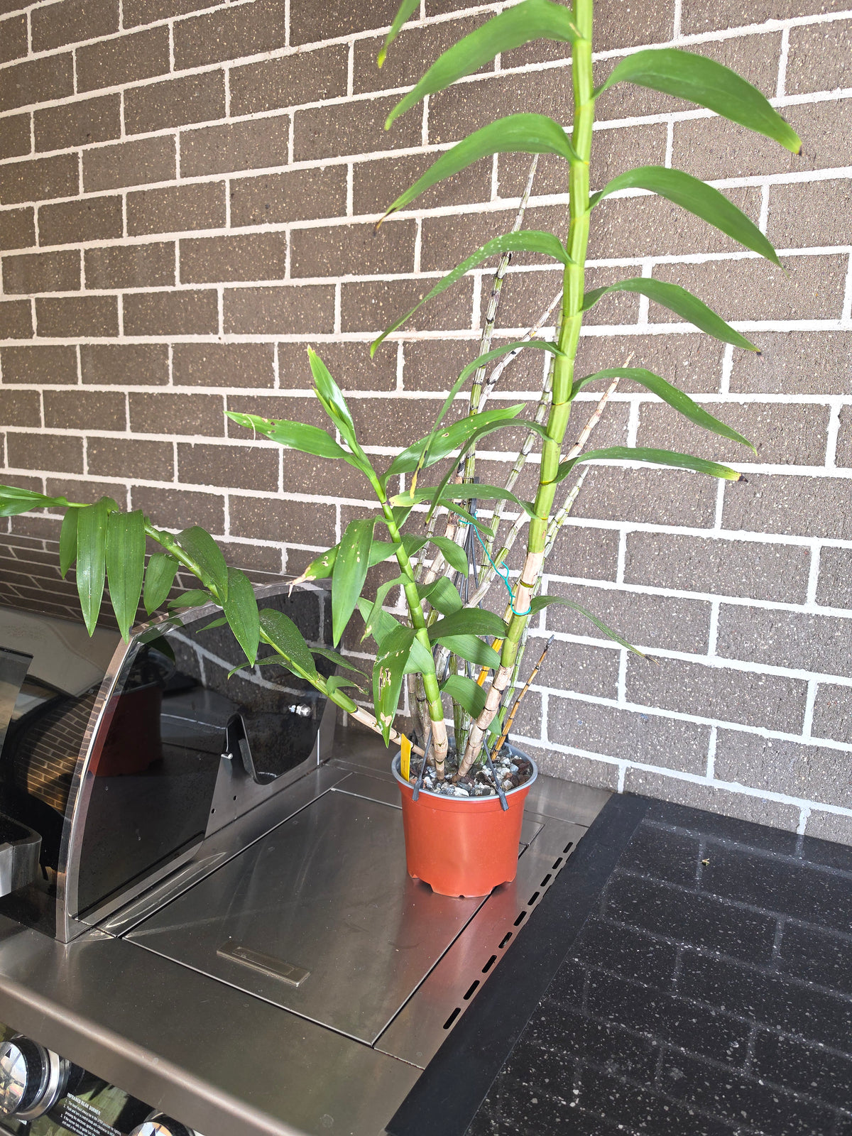Dendrobium Smillieae (Advanced Size)