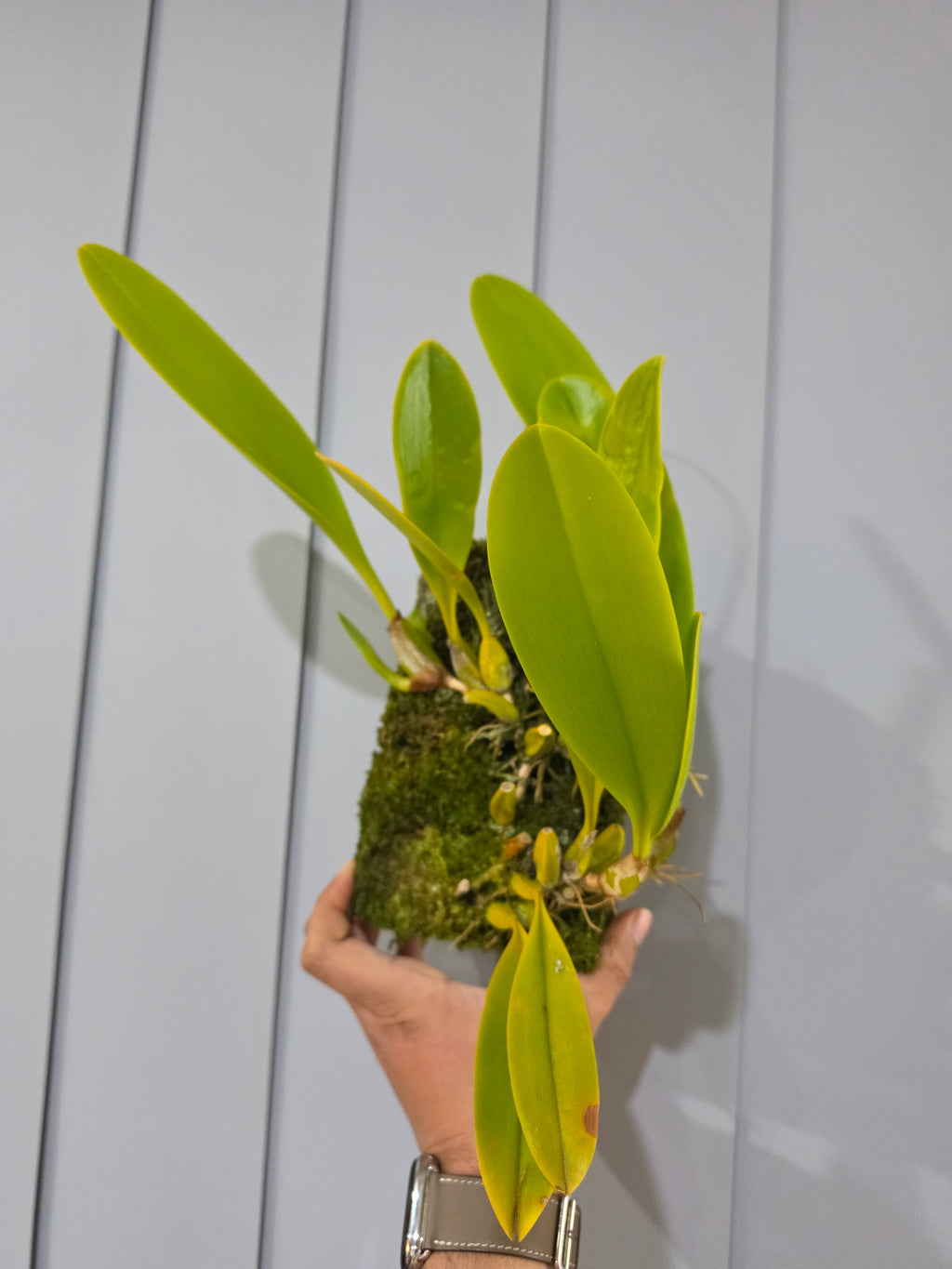 Bulbophyllum grandiflorum
