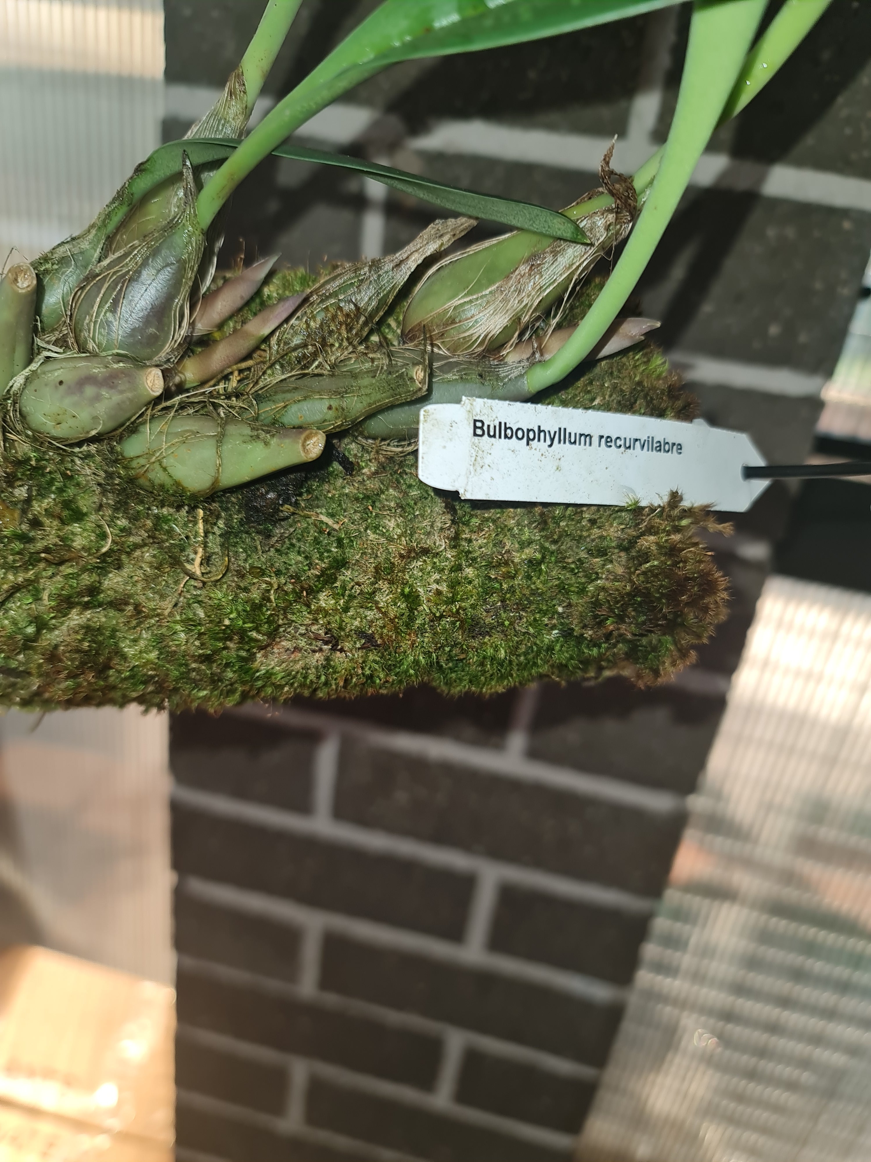 Bulbophyllum recurvilabre Secondary image