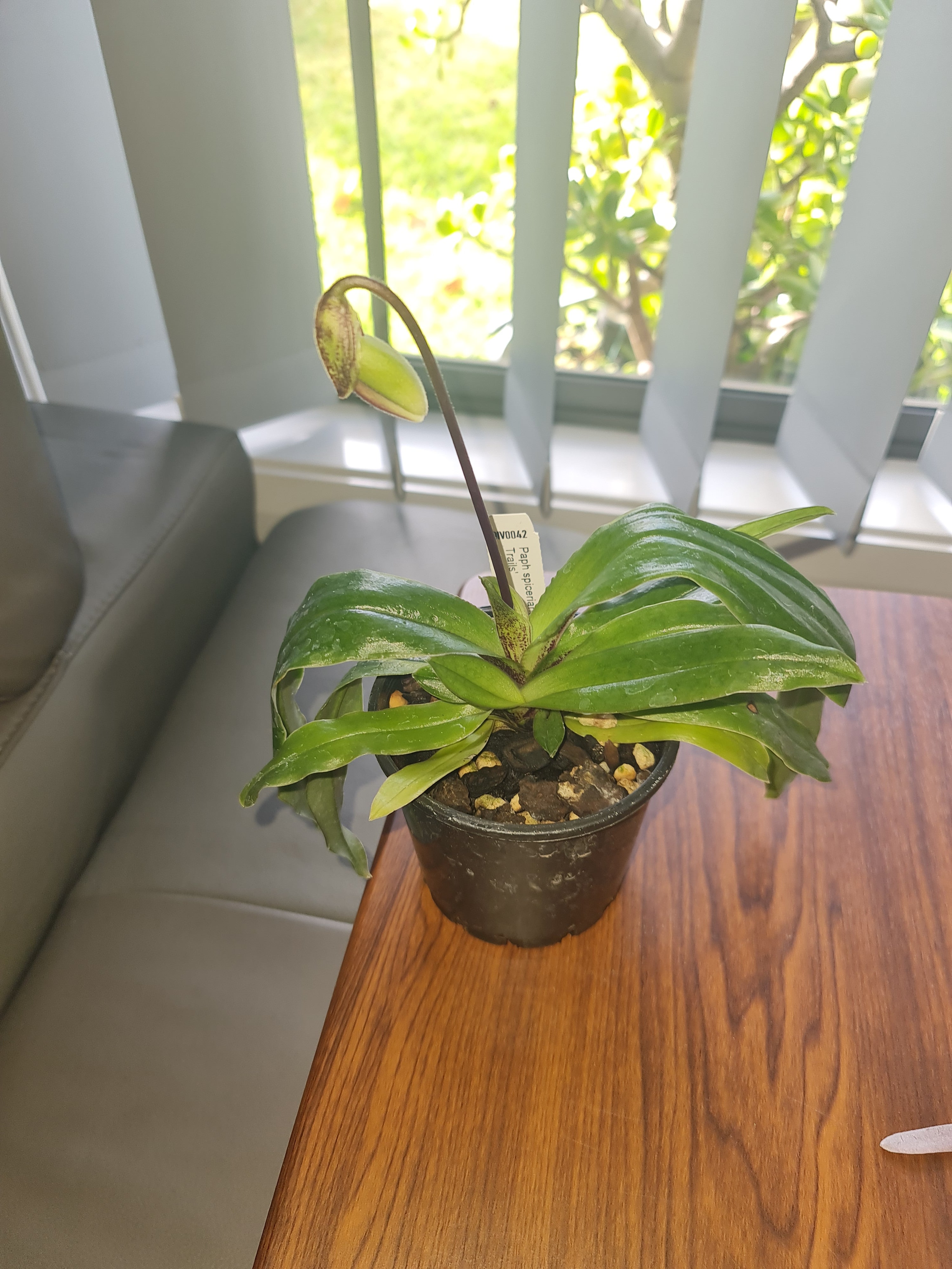 Paphiopedilum Spicerianum (In Flower Now) Secondary image
