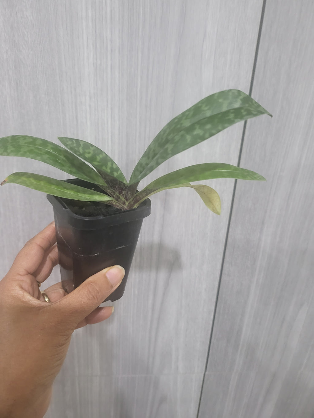 Paphiopedilum Venustum