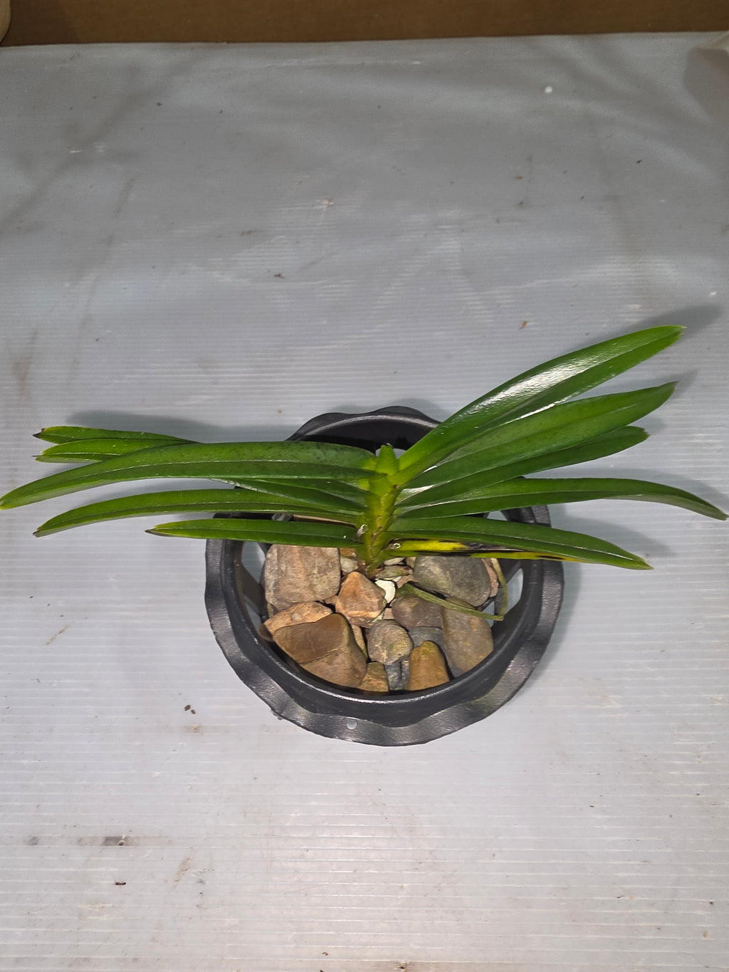 Ascocentrum Curvifolium (Flowering size)