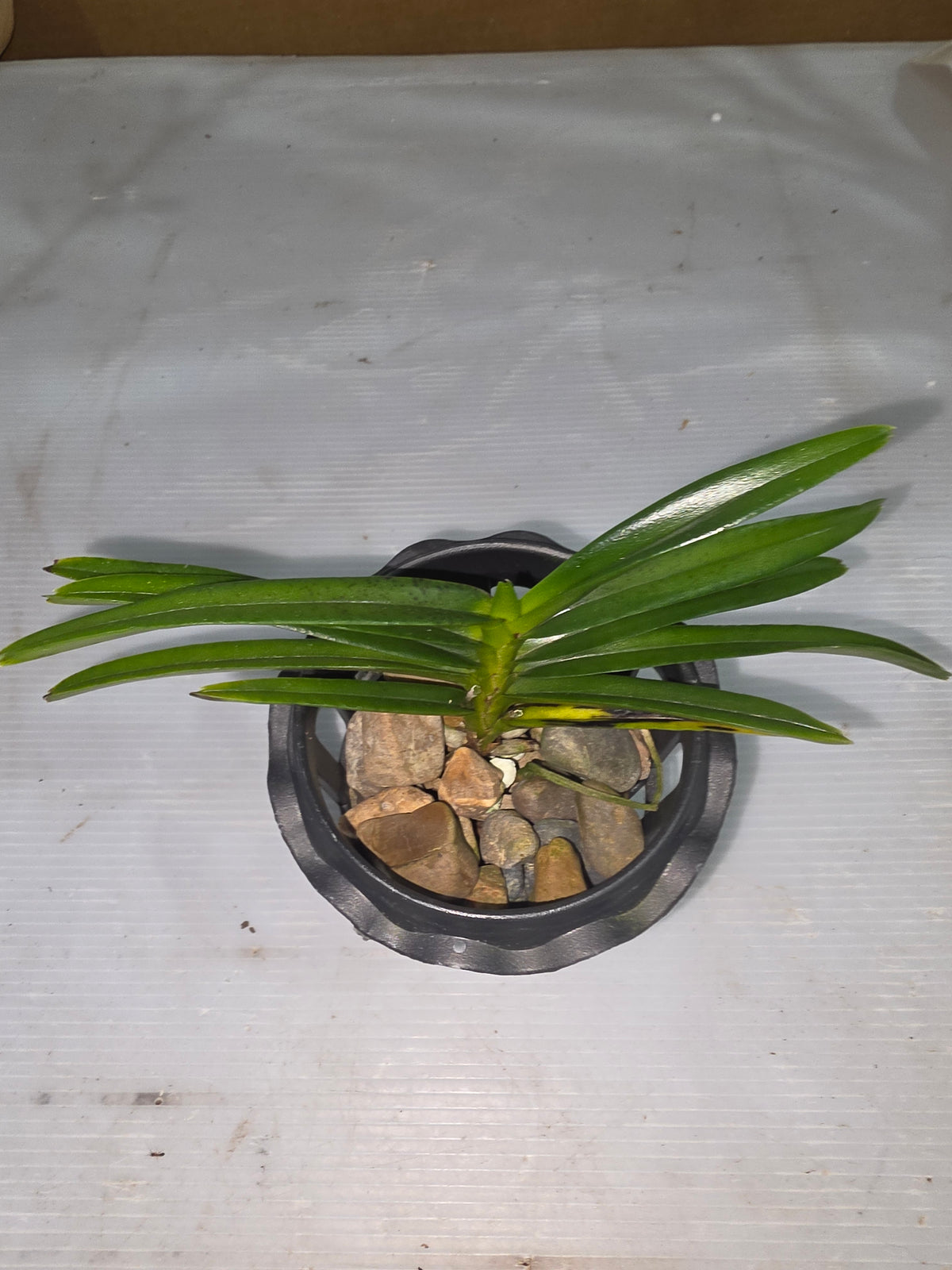 Ascocentrum Curvifolium (Flowering size)