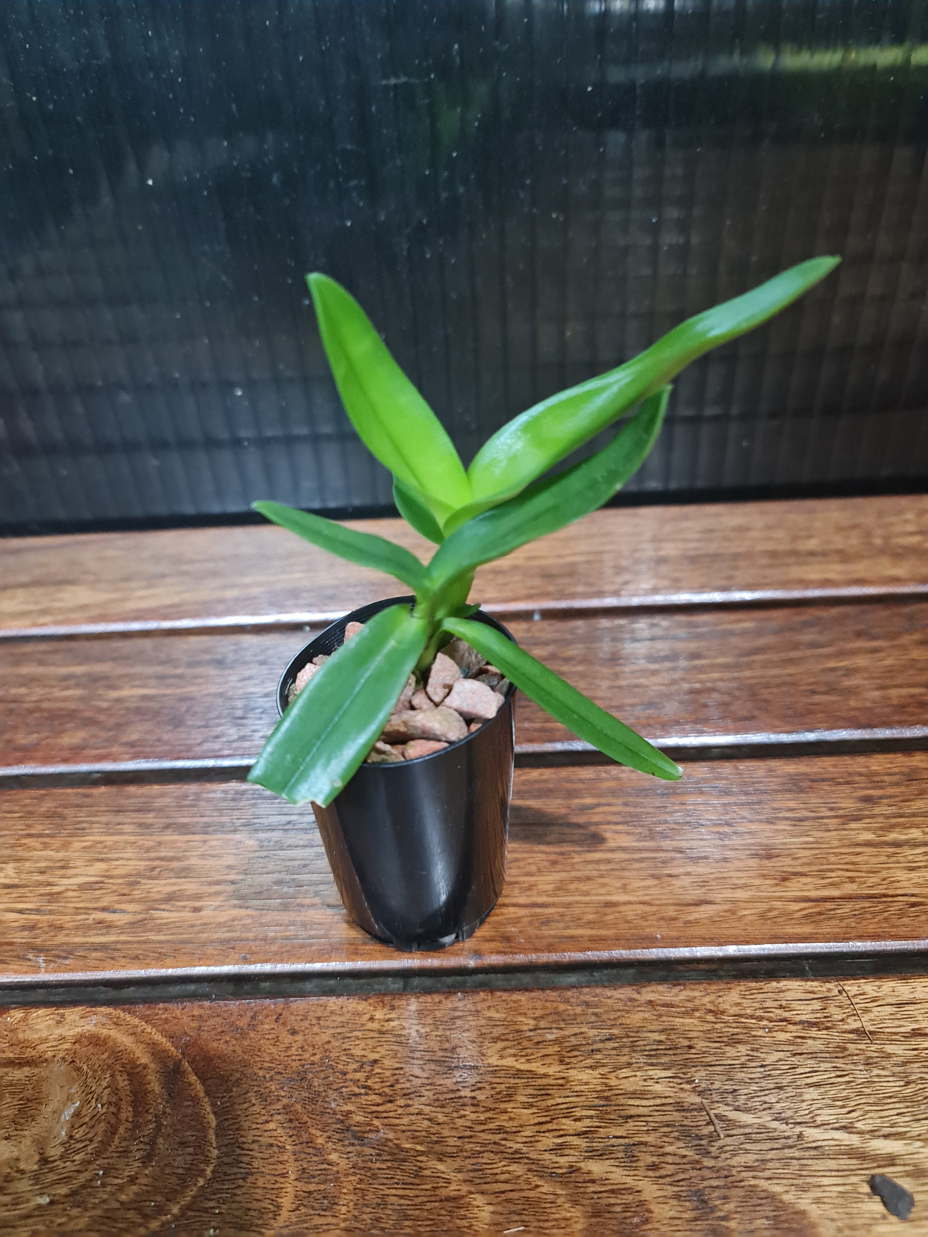 Dendrobium Robustum (Antelope)