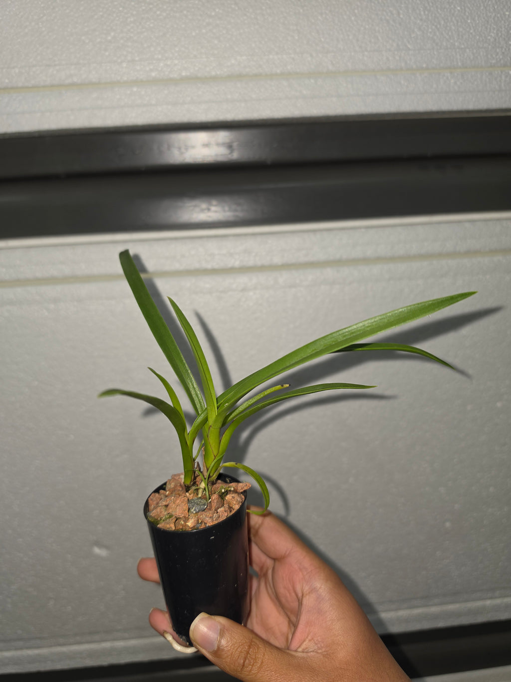 Cymbidium Canaliculatum 'Dark Brown Form'