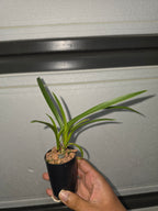 Cymbidium Canaliculatum 'Dark Brown Form'