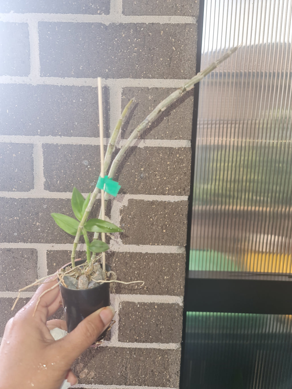 Dendrobium Pierardii  (Aphyllum) (Fragrant Species)