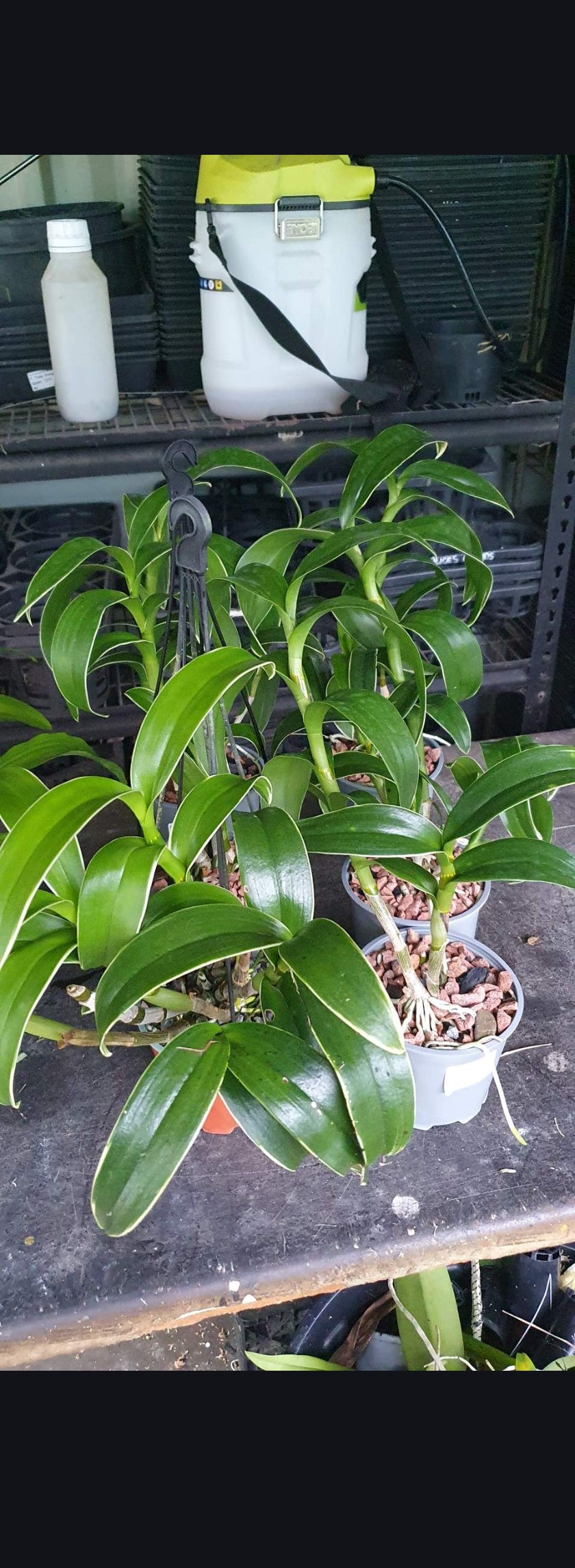 Dendrobium Burana Jade (Variegated Green) (Flowering Size)