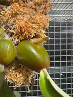 Bulbophyllum Phalaenopsis (Mature Plant)