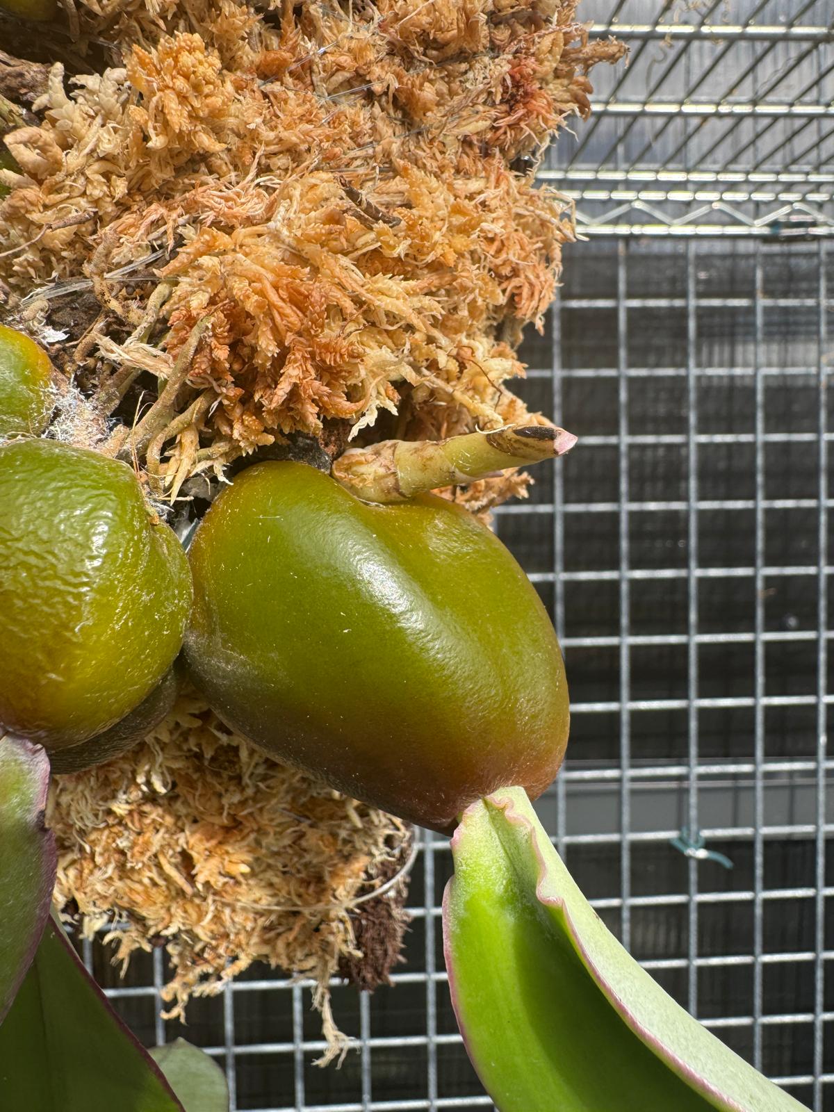 Bulbophyllum Phalaenopsis (Mature Plant)