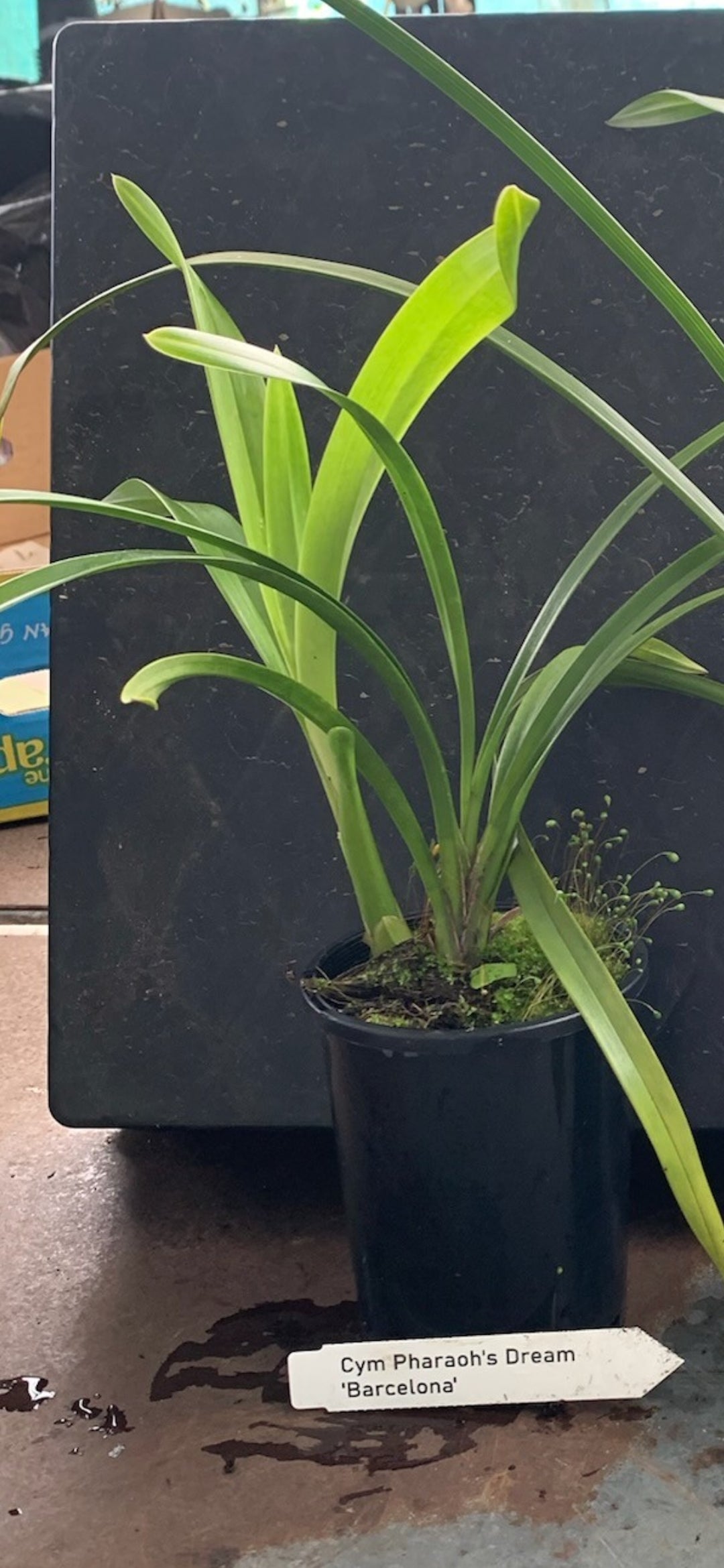 Cymbidium Pharaoh's Dream 'Barcelona' Secondary image