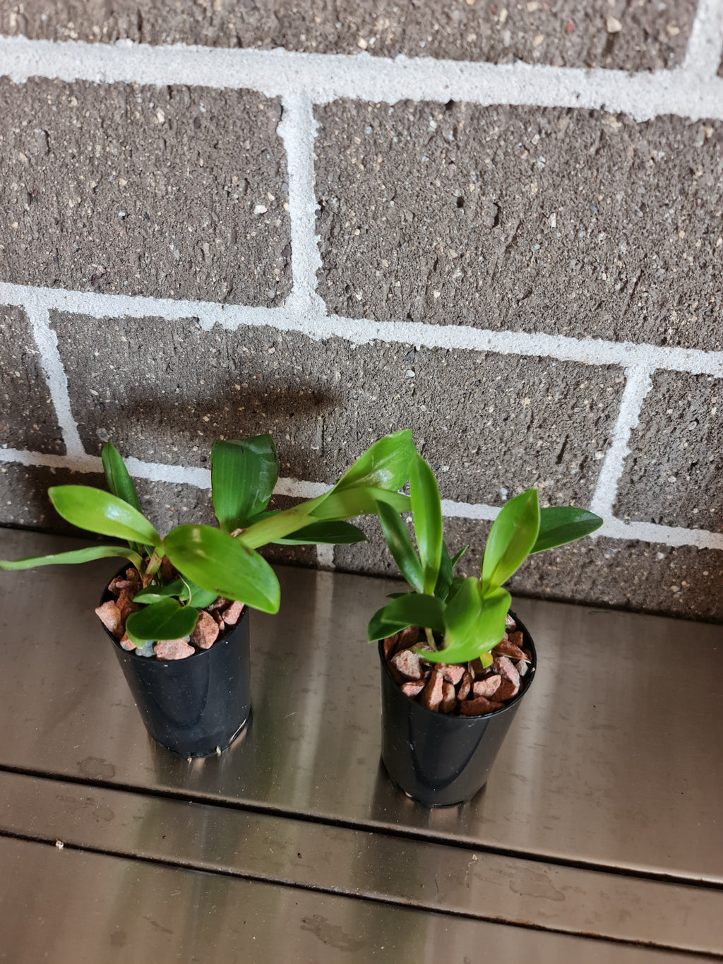 Dendrobium macrophyllum var. ternatense