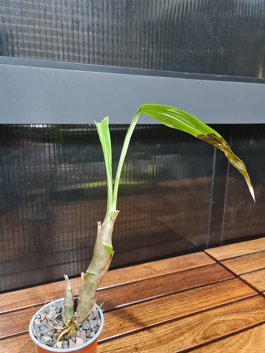 Catasetum Susan Fuchs (Mericlone)