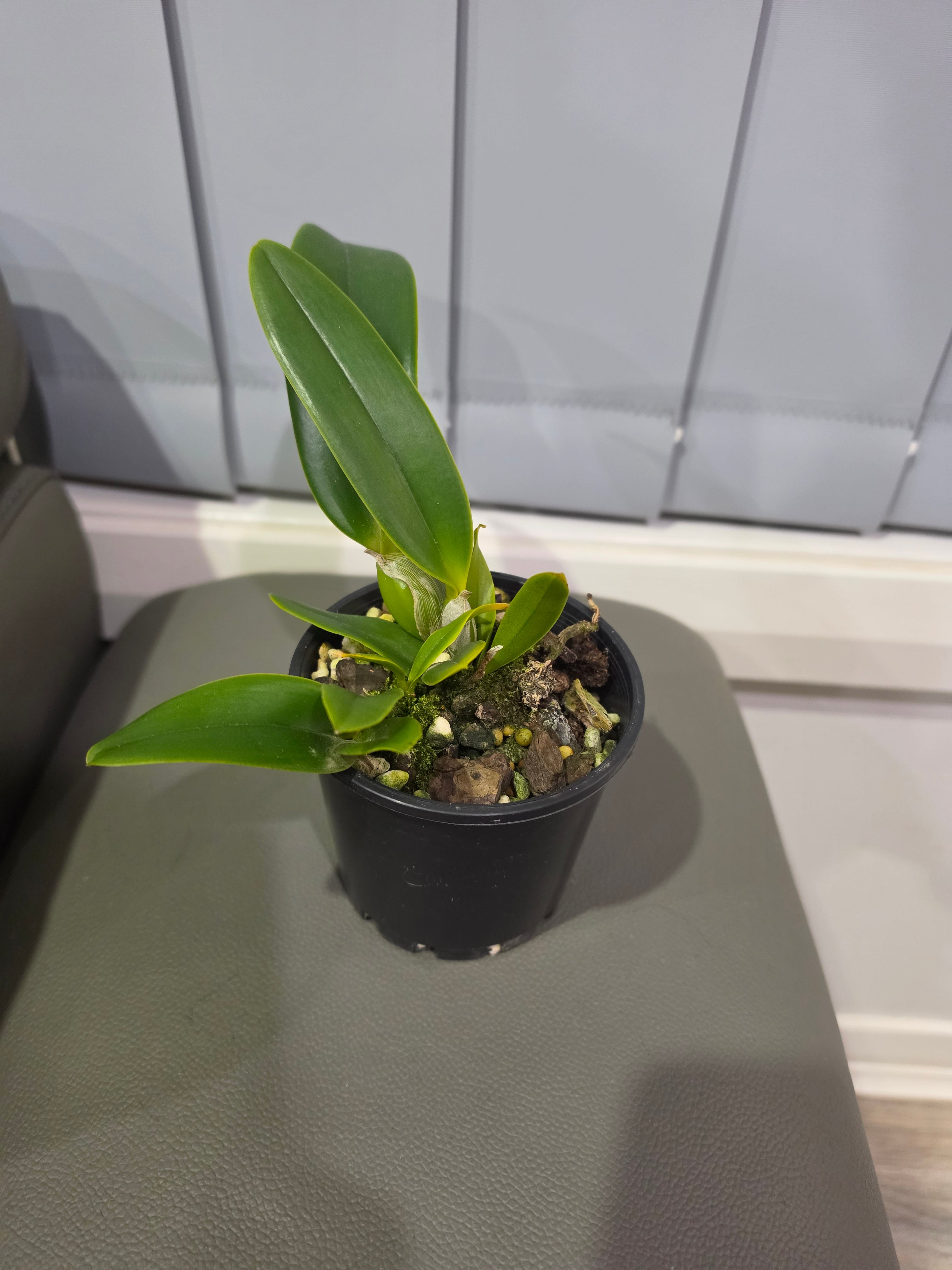 Cattleya hardyana 'Hsinying' Secondary image