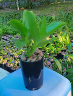 Dendrobium antennatum (Antelope Orchid)