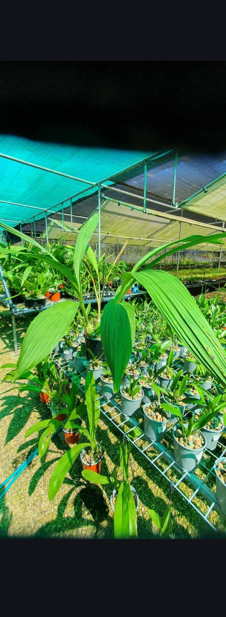 Peristeria elata (HOLY GOST ORCHID, VERY RARE FROM PANAMA)