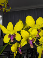 Dendrobium Madame Uraiwan