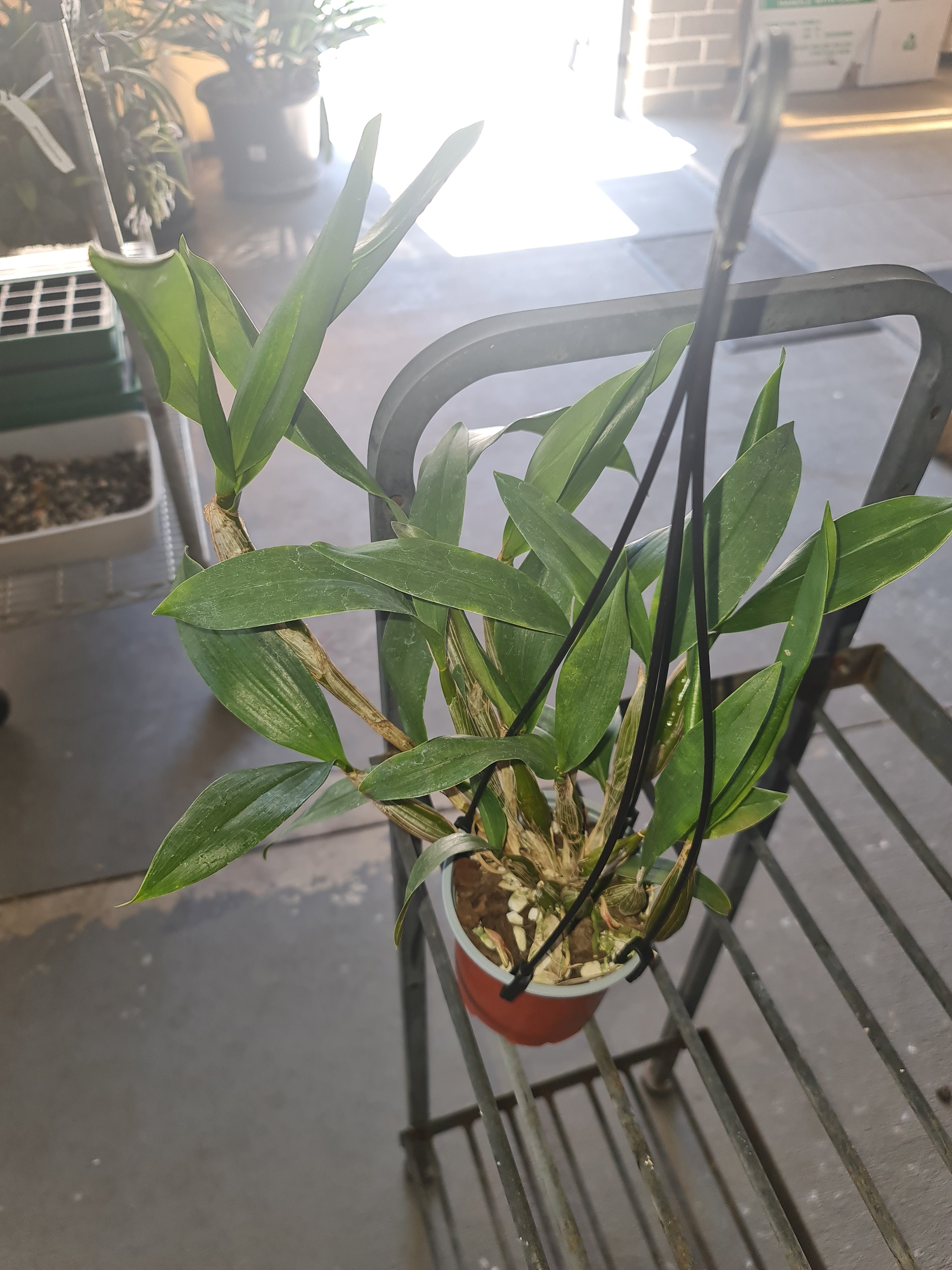 Dendrobium alexandrae (Latourea) Secondary image