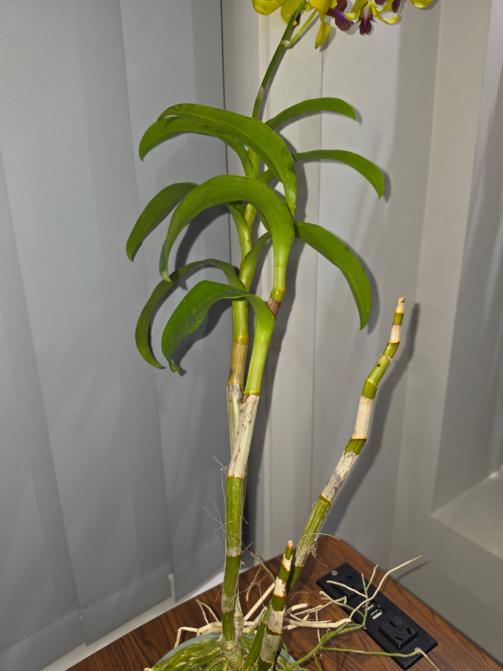 Dendrobium Madame Uraiwan