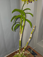 Dendrobium Madame Uraiwan