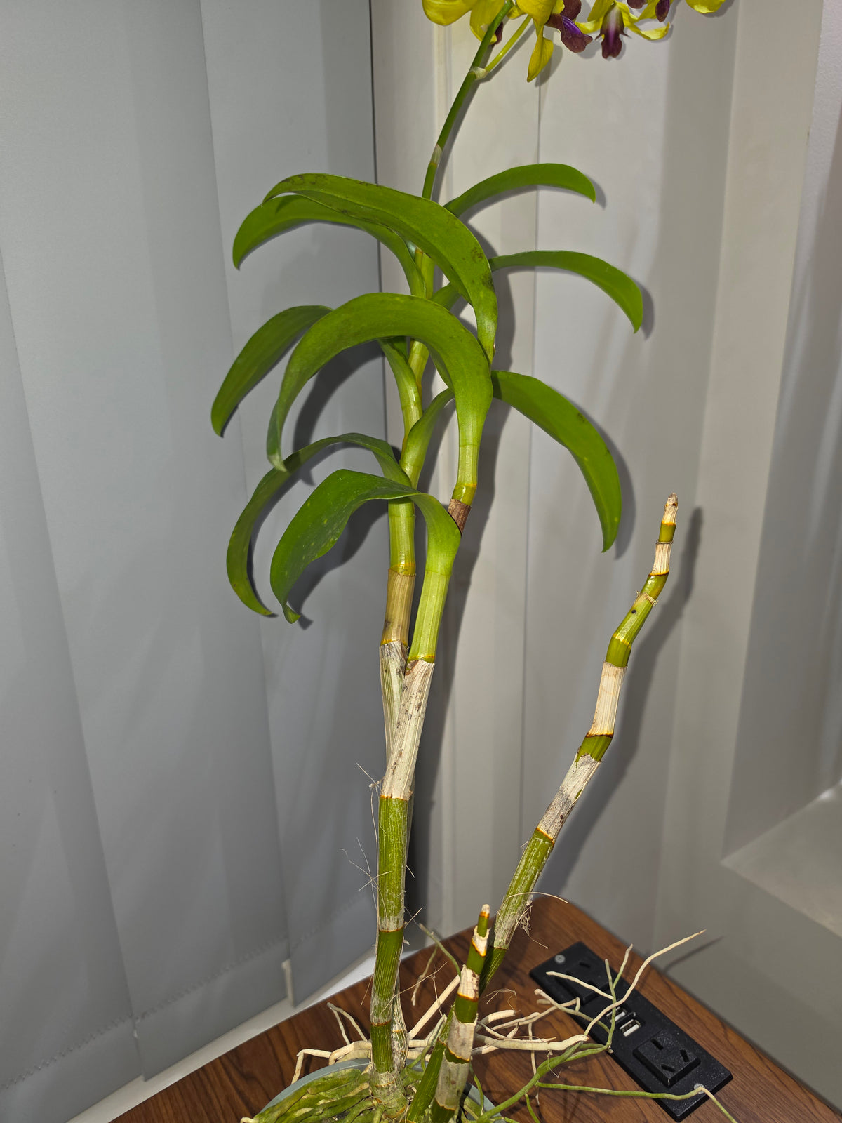 Dendrobium Madame Uraiwan