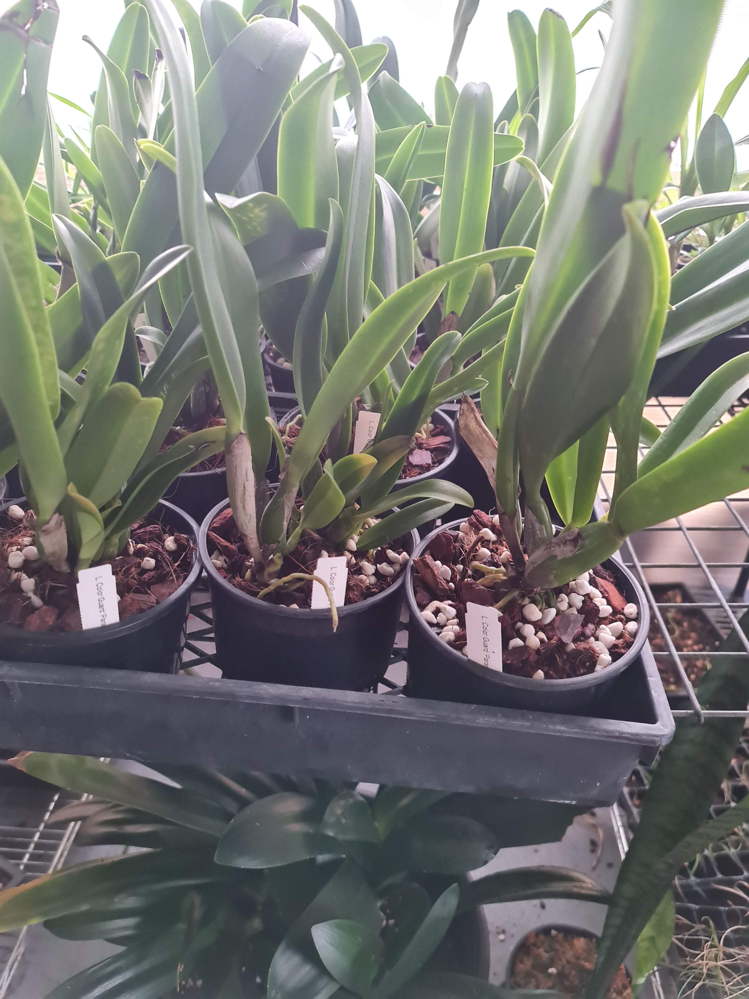 L. Color Guard 'Parade' (Mericlone) Secondary image