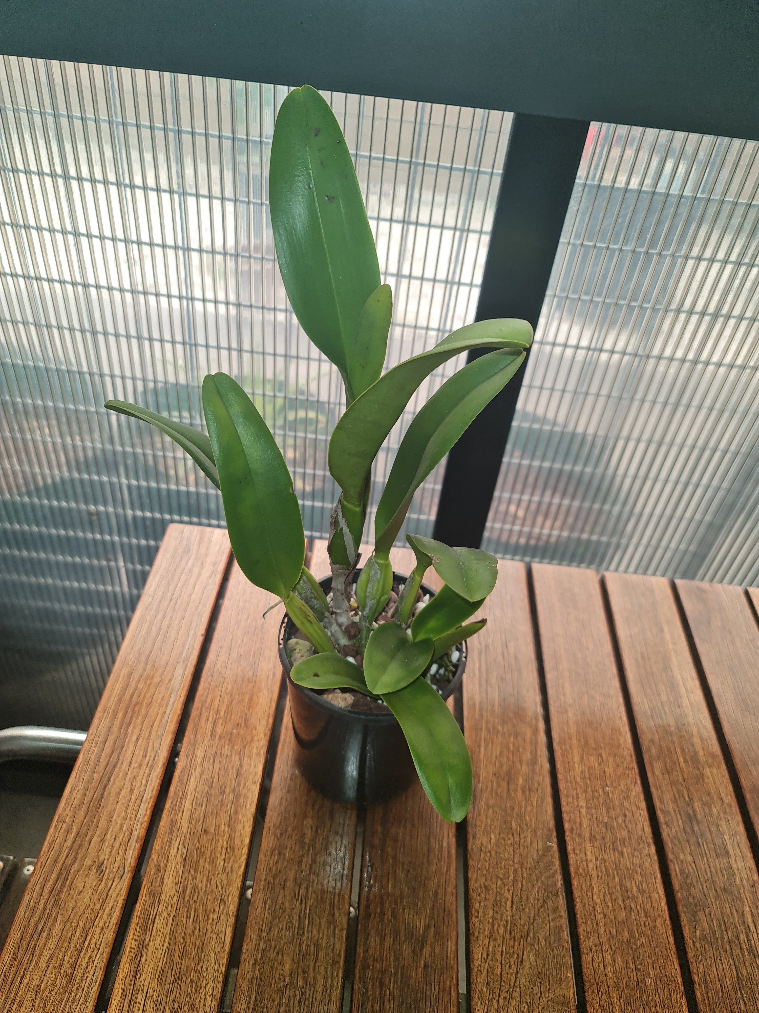 Rhyncholaeliocattleya Golden Diamond MC Secondary image