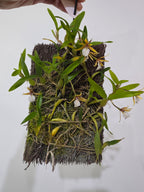 Dinema polybulbon