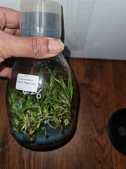 Flask - Clowesia Rebecca Northern 'Mikabi'