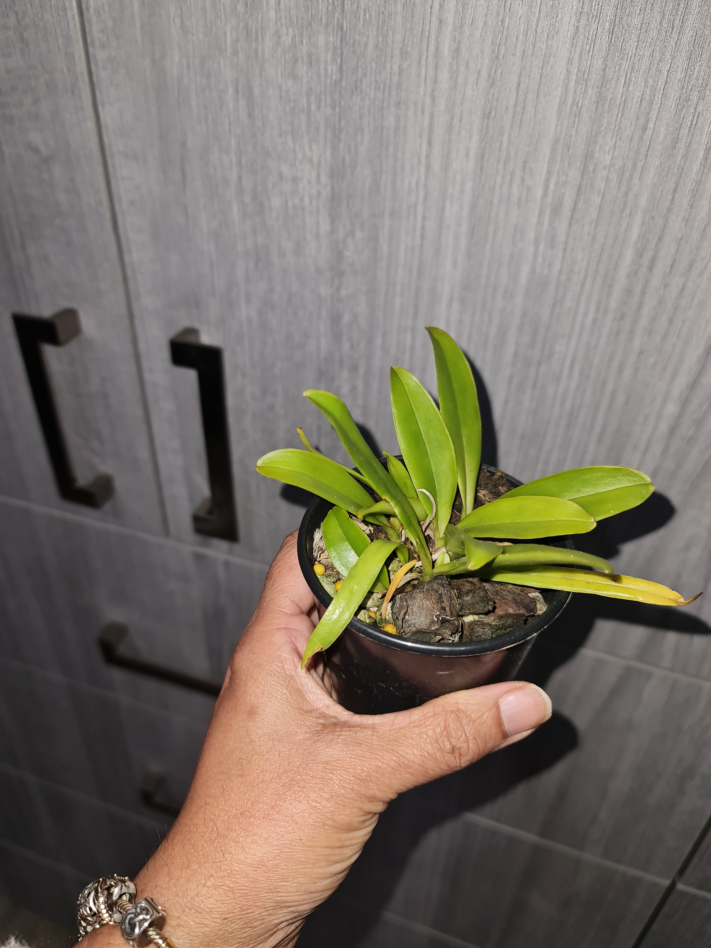 Cattleya araguaiensis Secondary image