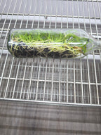 Meloara Ching Sun Bright Star (Hybrid Flask - Whiskey Bottle) ex Thailand