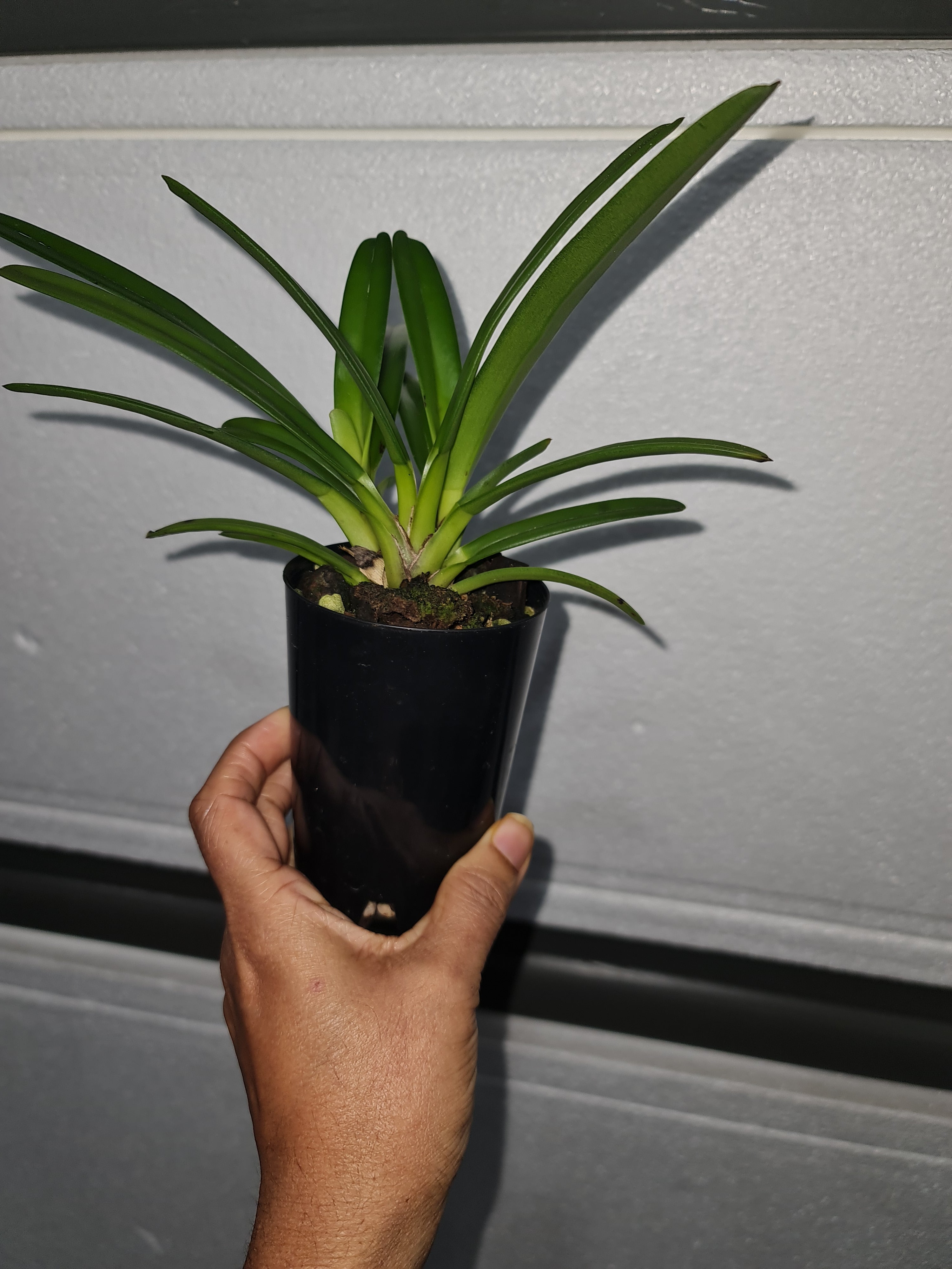 Cymbidium aloifolium (species) Secondary image
