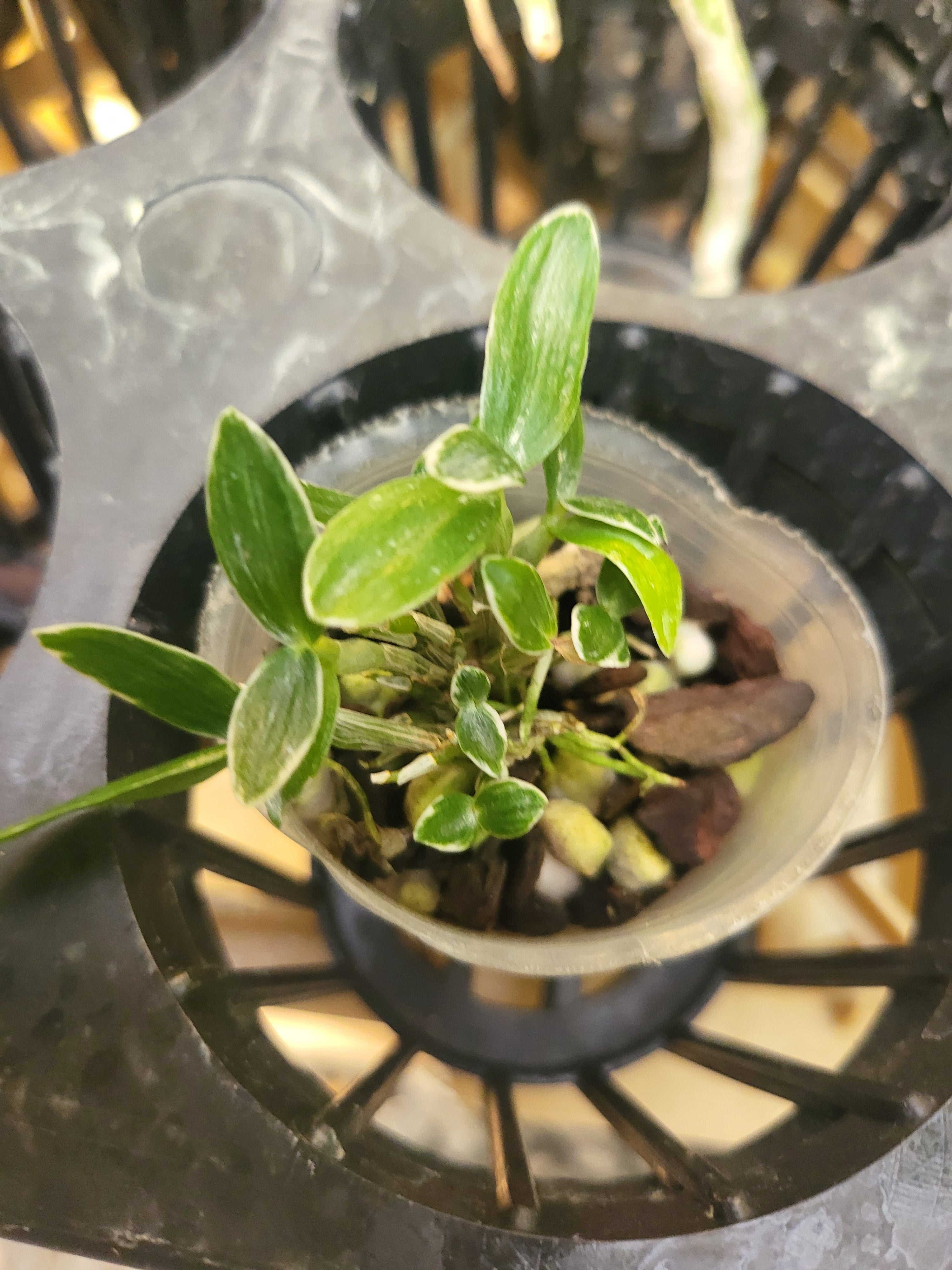 Dendrobium Moniliforme Rashatsubame 羅紗燕 (MC) (Variegated) Secondary image
