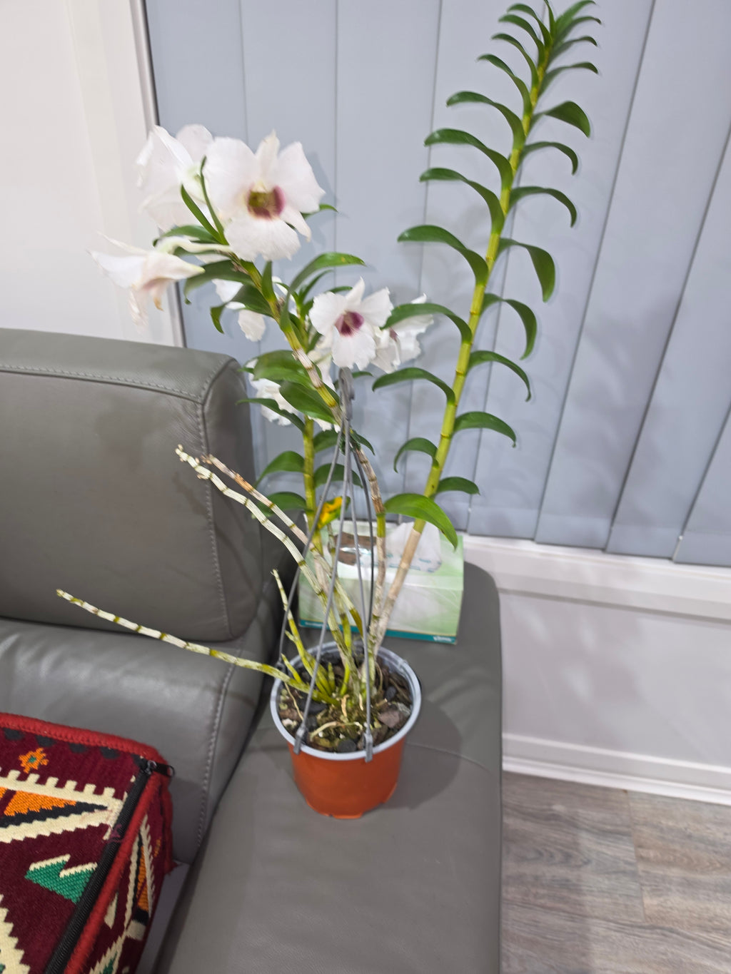 Dendrobium Snow Festival